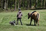 SCHAPENDOES ET CHEVAL 054